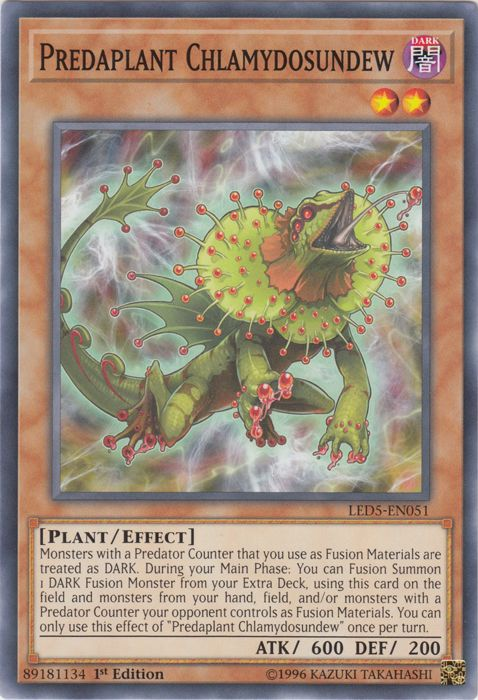 Predaplant Chlamydosundew [LED5-EN051] Common 